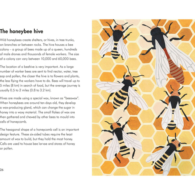 A Lady Bird Book: Insects And Mini Beasts