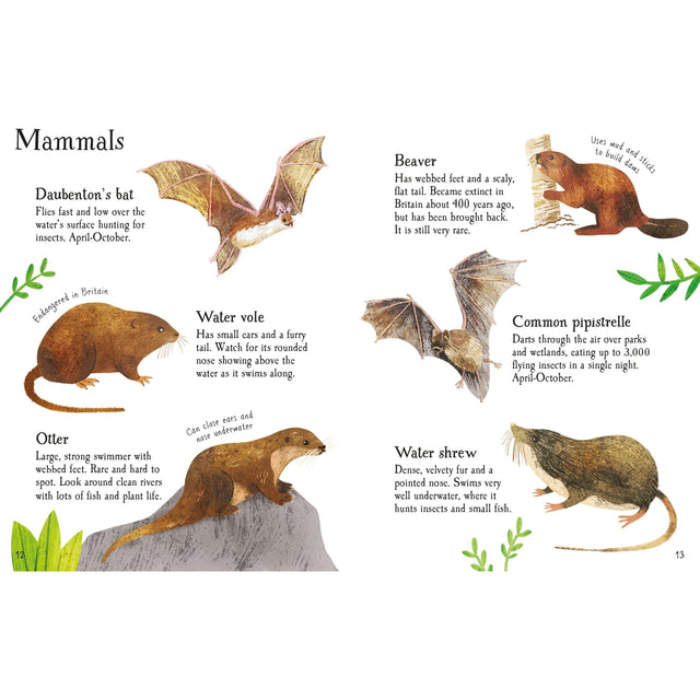 Usborne Minis: Pond Life To Spot