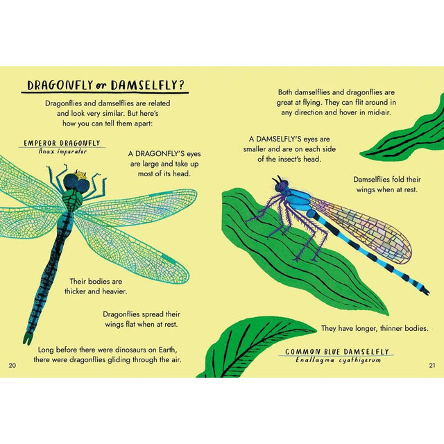 Hello Bugs: A Little Guide To Nature