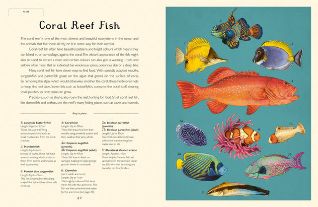 Oceanarium Junior Edition