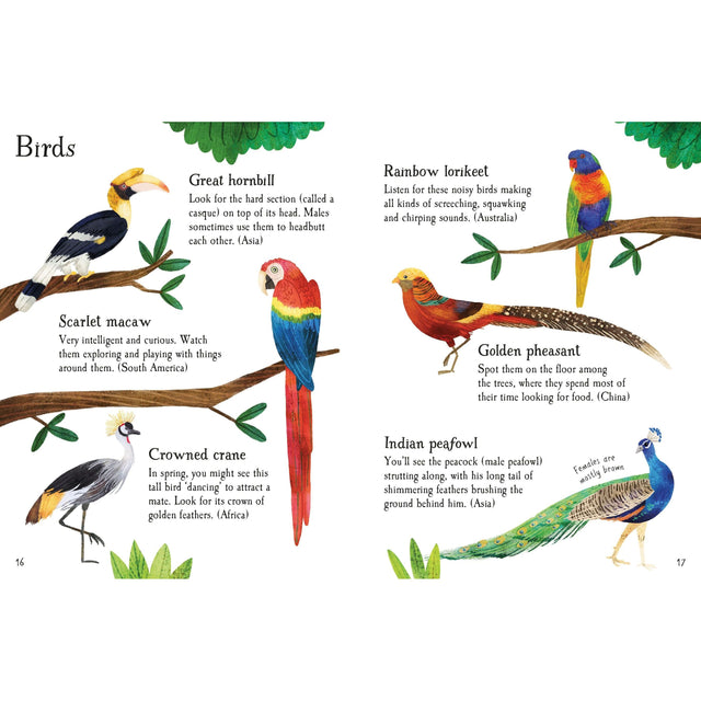 Usborne Minis: Zoo Animals To Spot