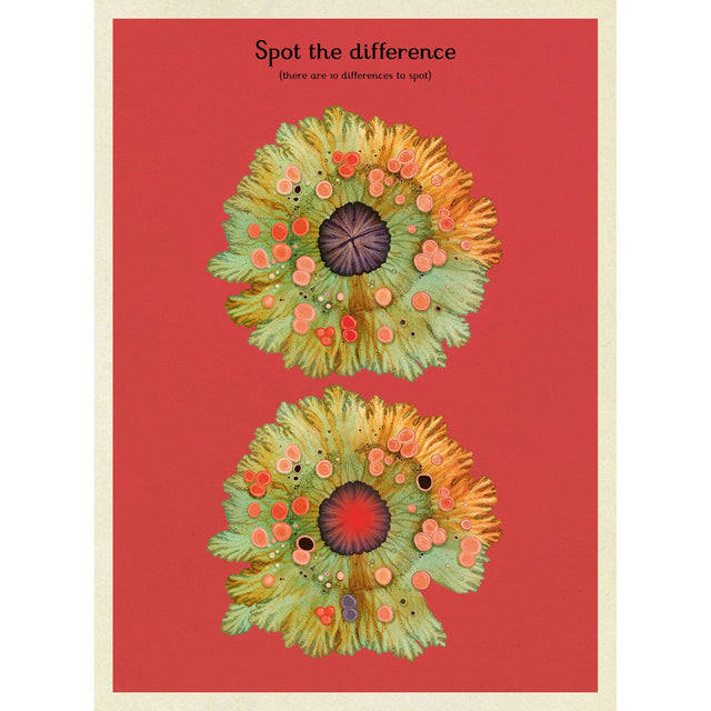 Fungarium Activity Book