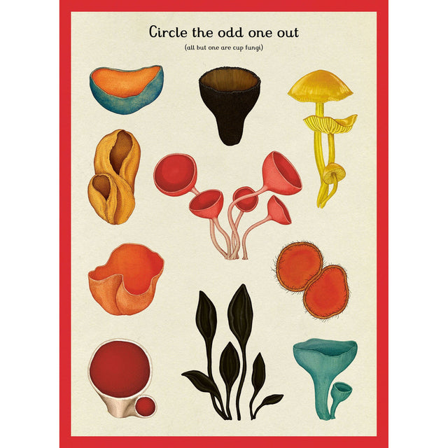 Fungarium Activity Book