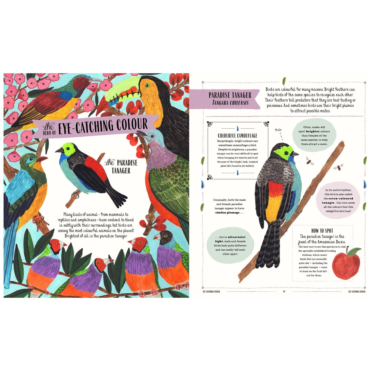 Fly: A Child's Guide To Birds & How To Spot Them
