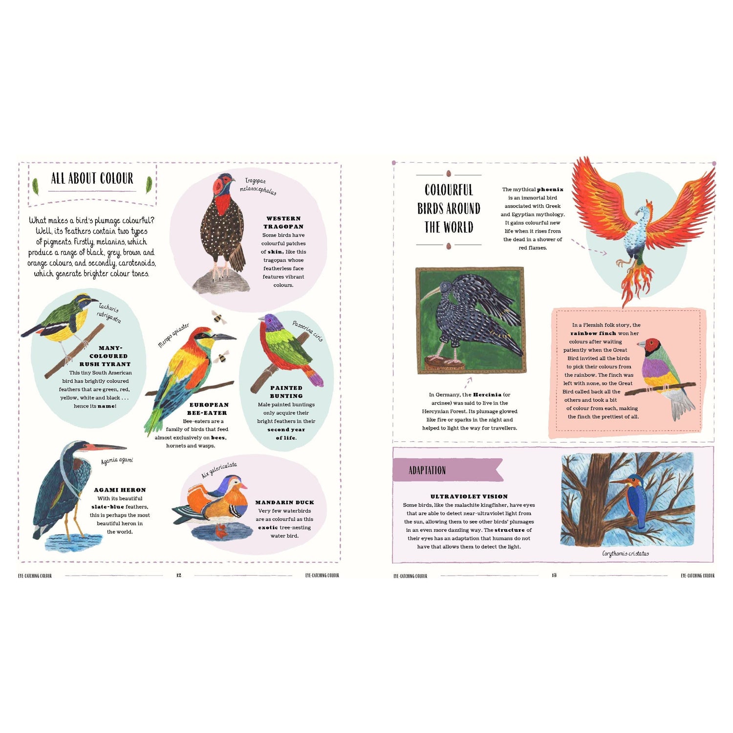 Fly: A Child's Guide To Birds & How To Spot Them