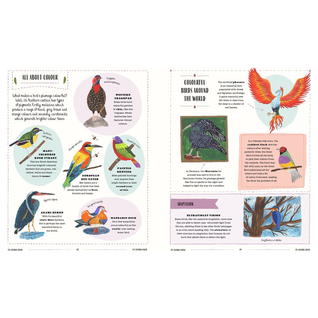 Fly: A Child's Guide To Birds & How To Spot Them