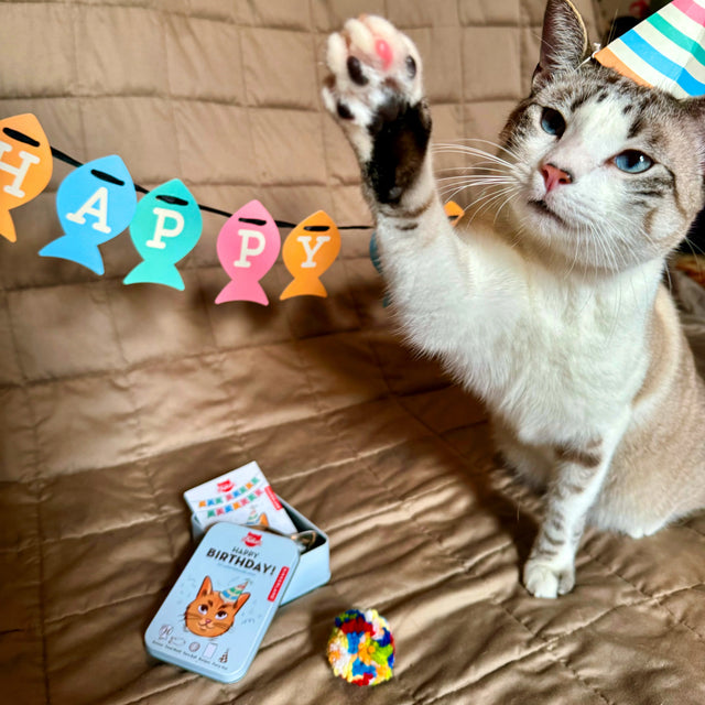 Pet Cat Birthday Kit