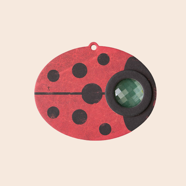 Ladybird Insect Eye