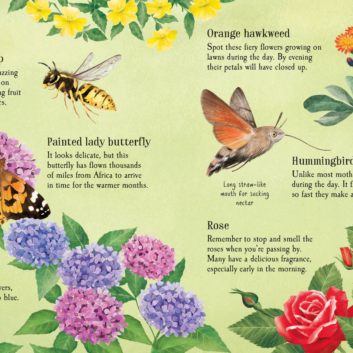 Usborne Minis: Things To Spot In Summer