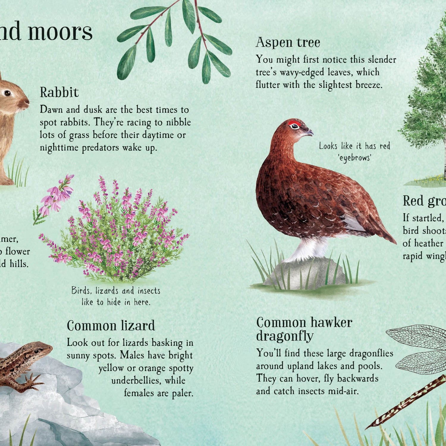 Usborne Minis: Things To Spot In Summer