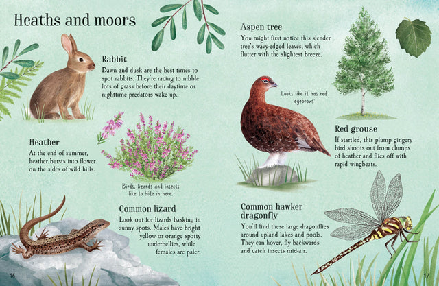 Usborne Minis: Things To Spot In Summer