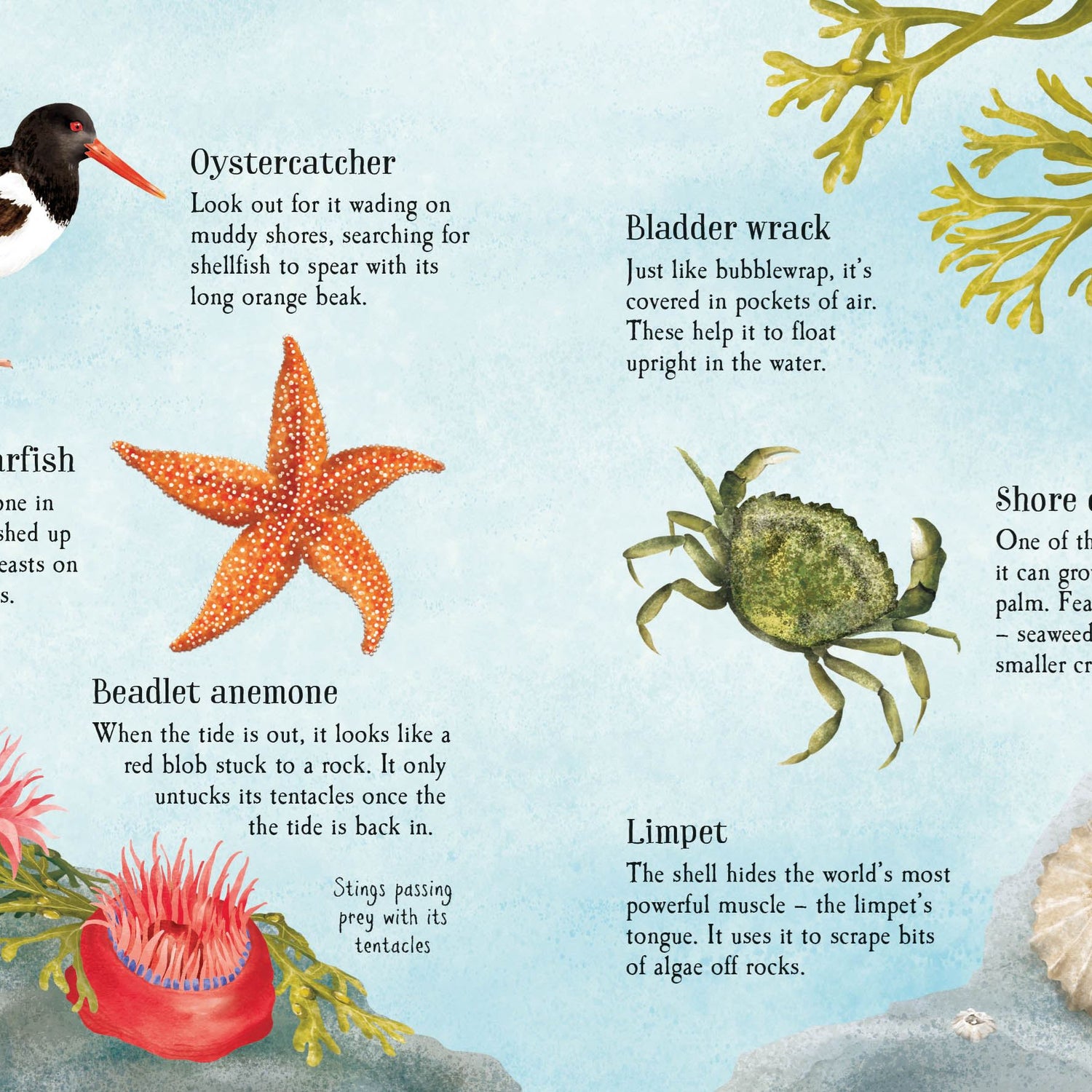 Usborne Minis: Things To Spot In Summer