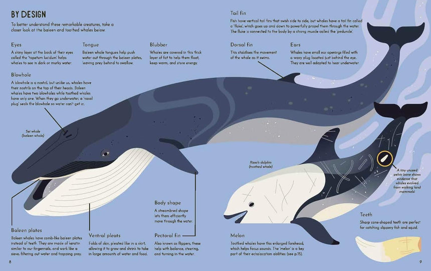 Wild About Whales