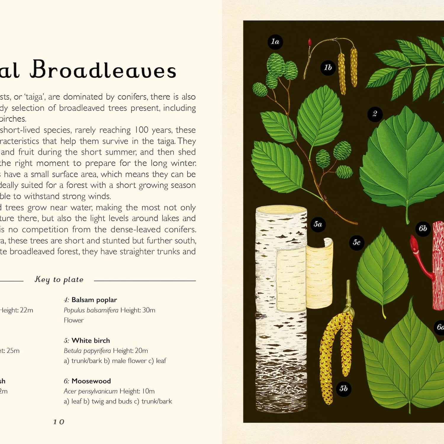 Arboretum Mini Gift Edition