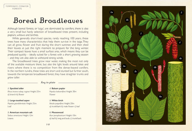 Arboretum Mini Gift Edition