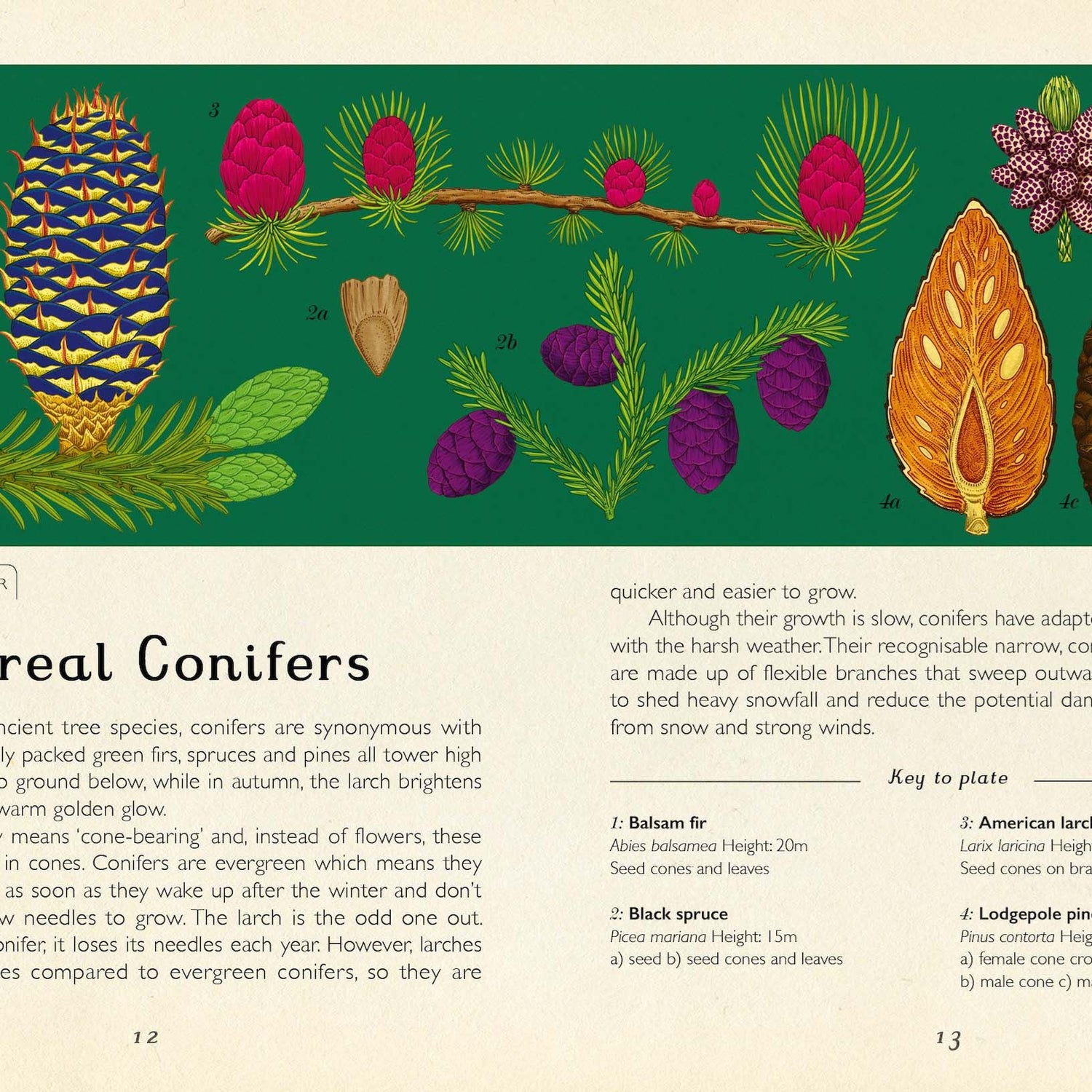 Arboretum Mini Gift Edition