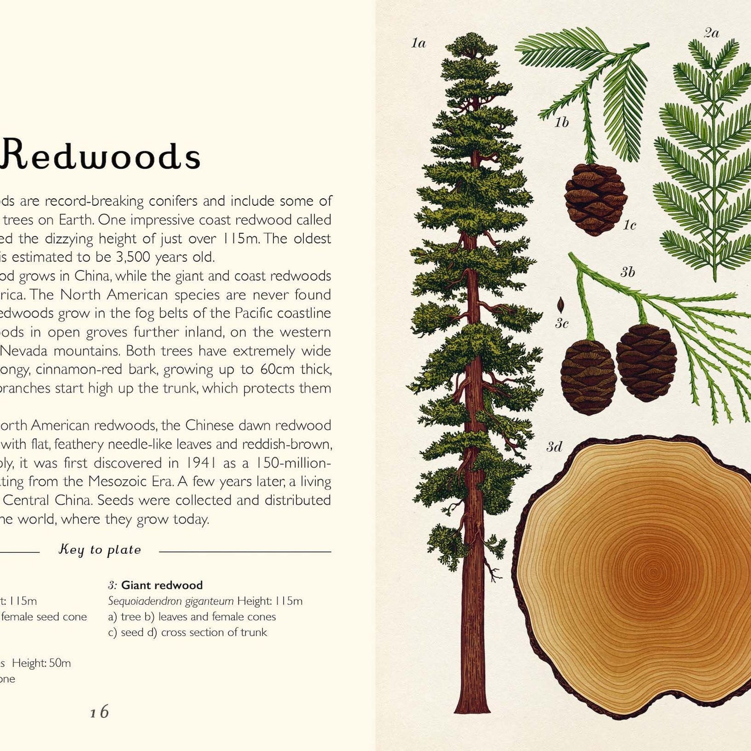 Arboretum Mini Gift Edition