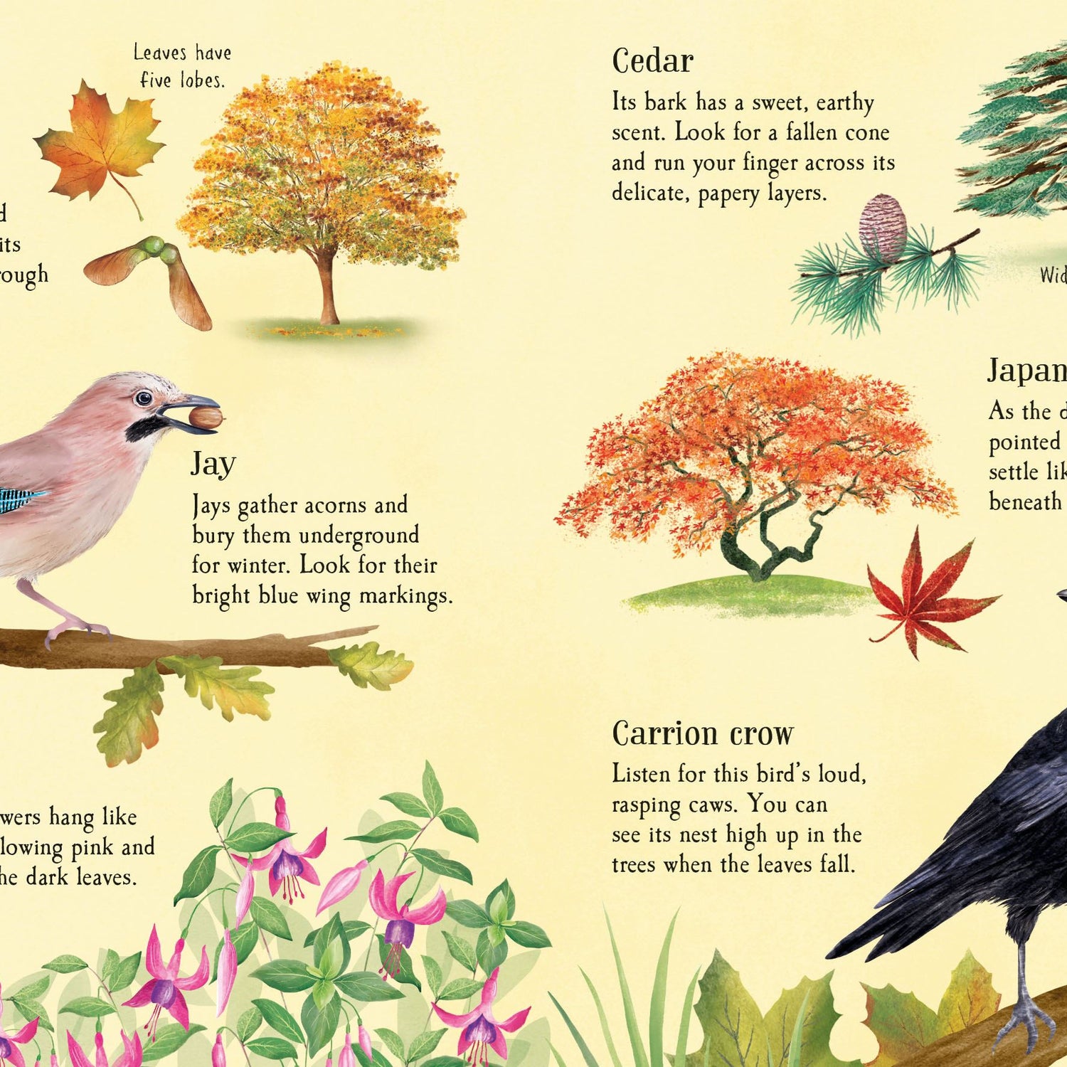 Usborne Minis: Things To Spot In Autumn