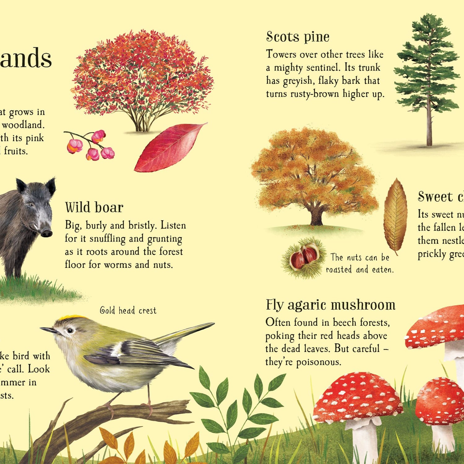 Usborne Minis: Things To Spot In Autumn