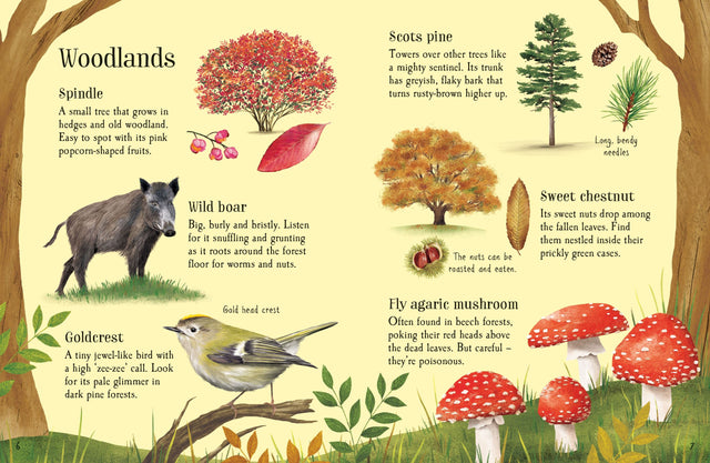 Usborne Minis: Things To Spot In Autumn