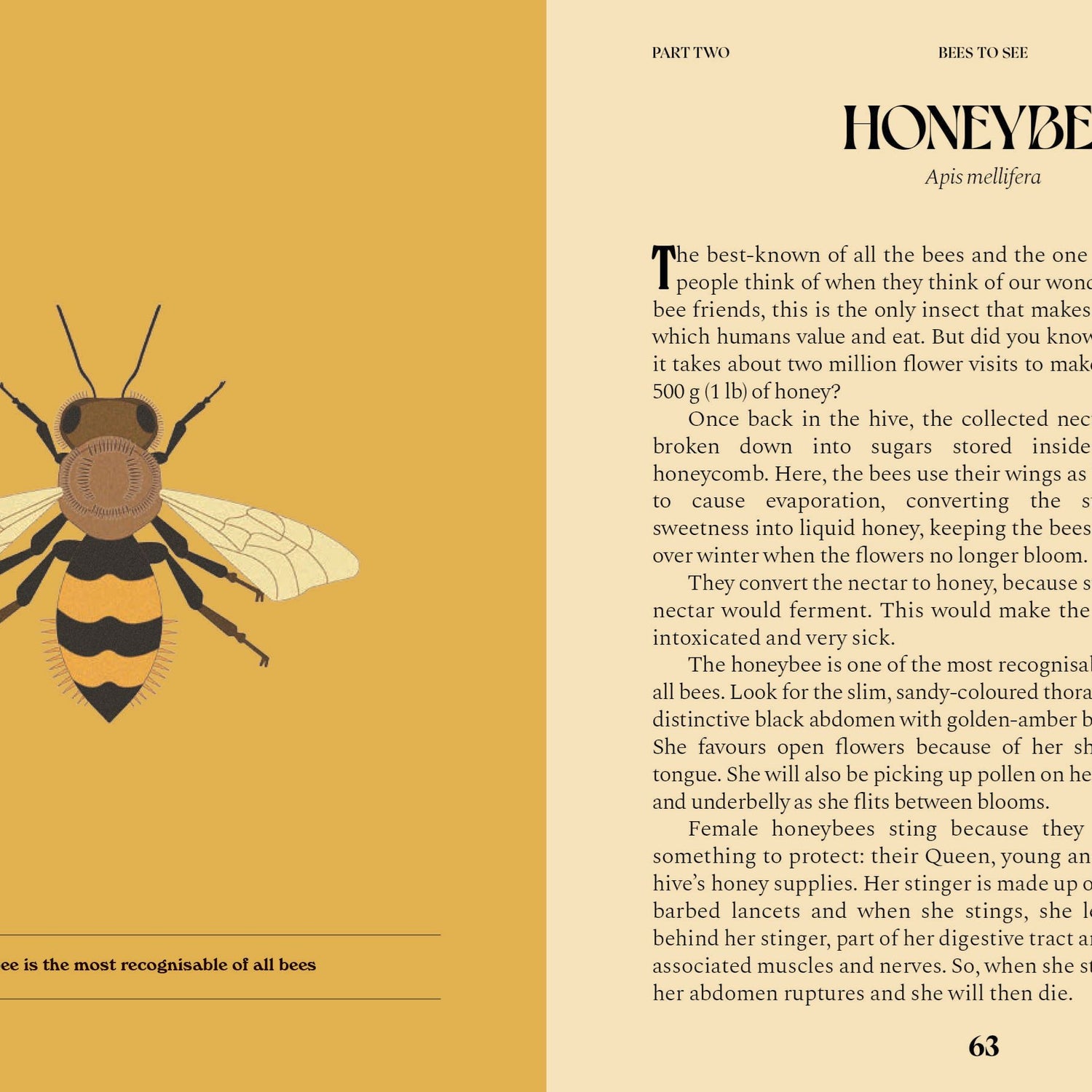 Bees: A Guide For The Curious