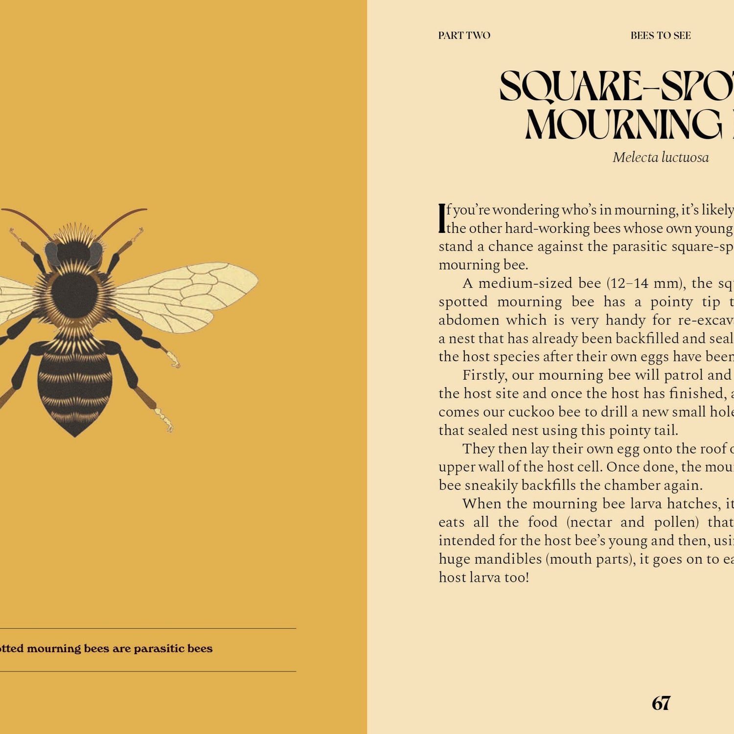 Bees: A Guide For The Curious