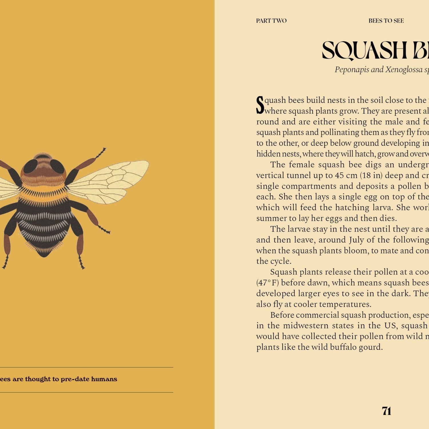 Bees: A Guide For The Curious