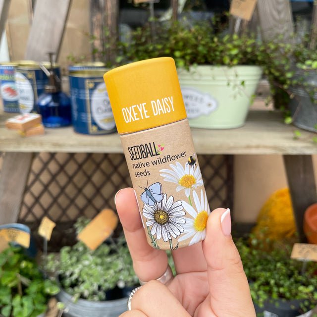 Oxe Eye Daisy Seed Balls