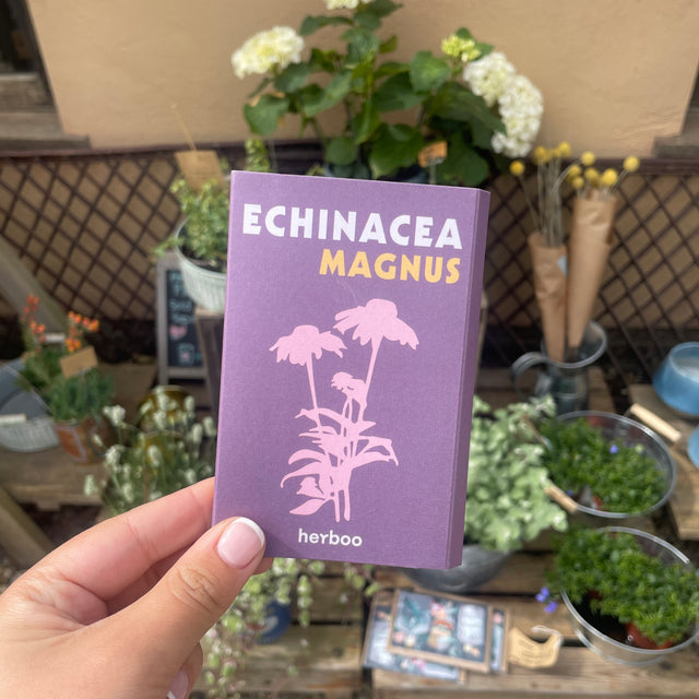 Echinacea Magnus Seeds