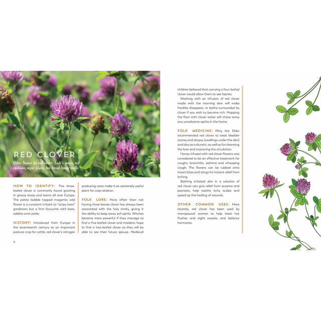 The Garden Apothecary