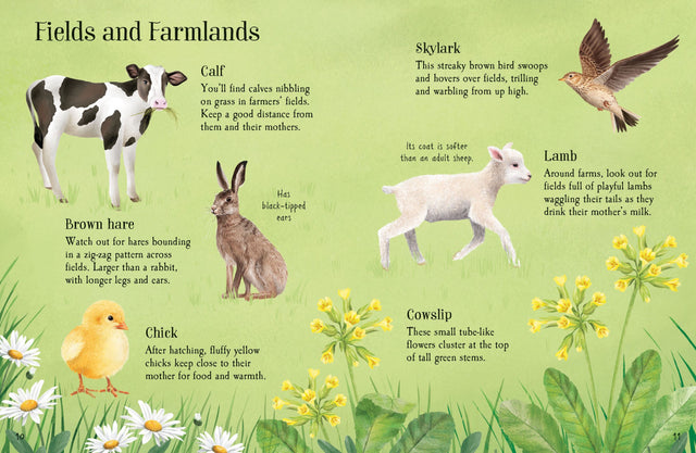 Usborne Minis: Things  To Spot  In Spring