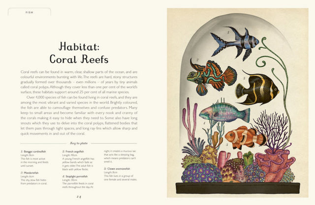 Animalium Junior Edition