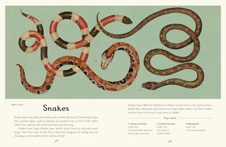 Animalium Junior Edition