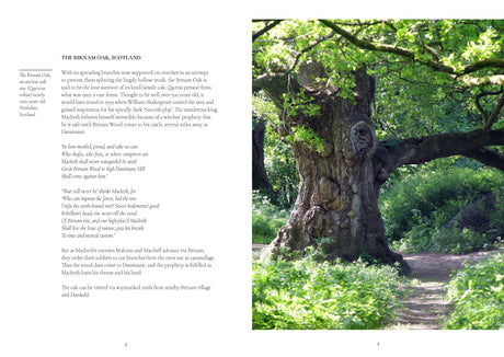 A Tree A Day