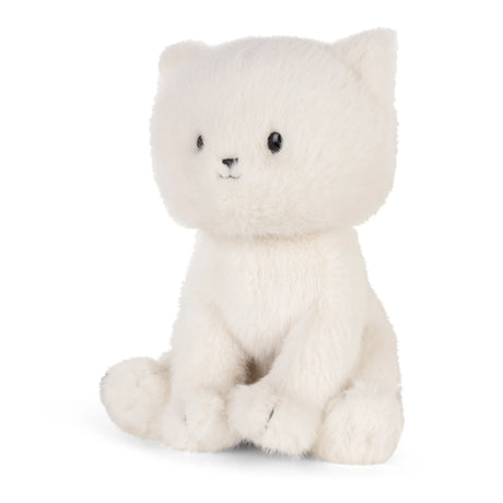 Dolly Ragdoll Kitten