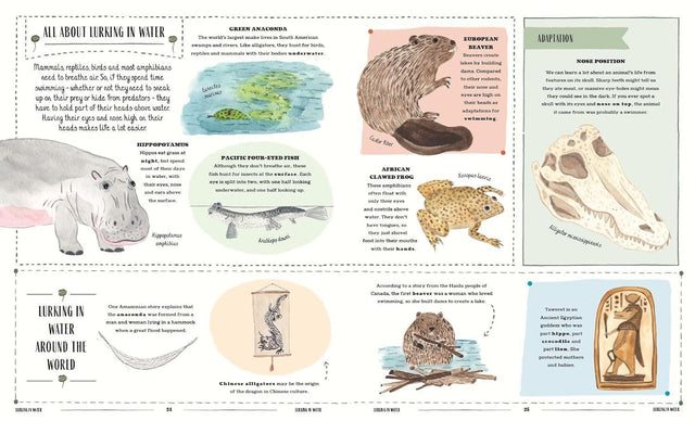 Wild: A Childs Guide To The Animal Kingdom