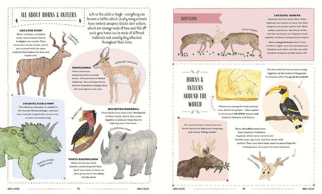 Wild: A Childs Guide To The Animal Kingdom