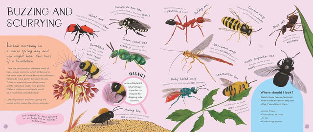 Mini Beasts Under The Magnifying Glass