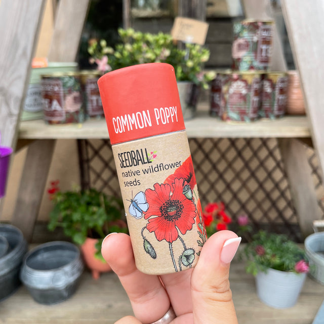 Common Poppy Seed Balls
