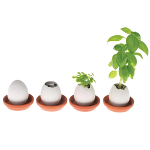 Eggling Crack And Grow - Basil