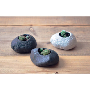 Grow Your Own Cactus -Dark Grey Rock