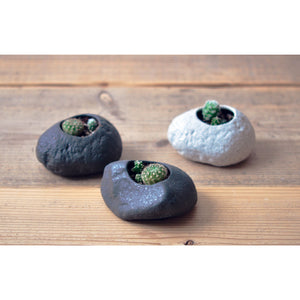 Grow Your Own Cactus-Light Grey Rock