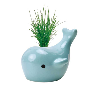 Blue Happy Whale Sprouts