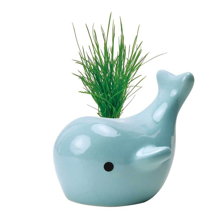 Blue Happy Whale Sprouts